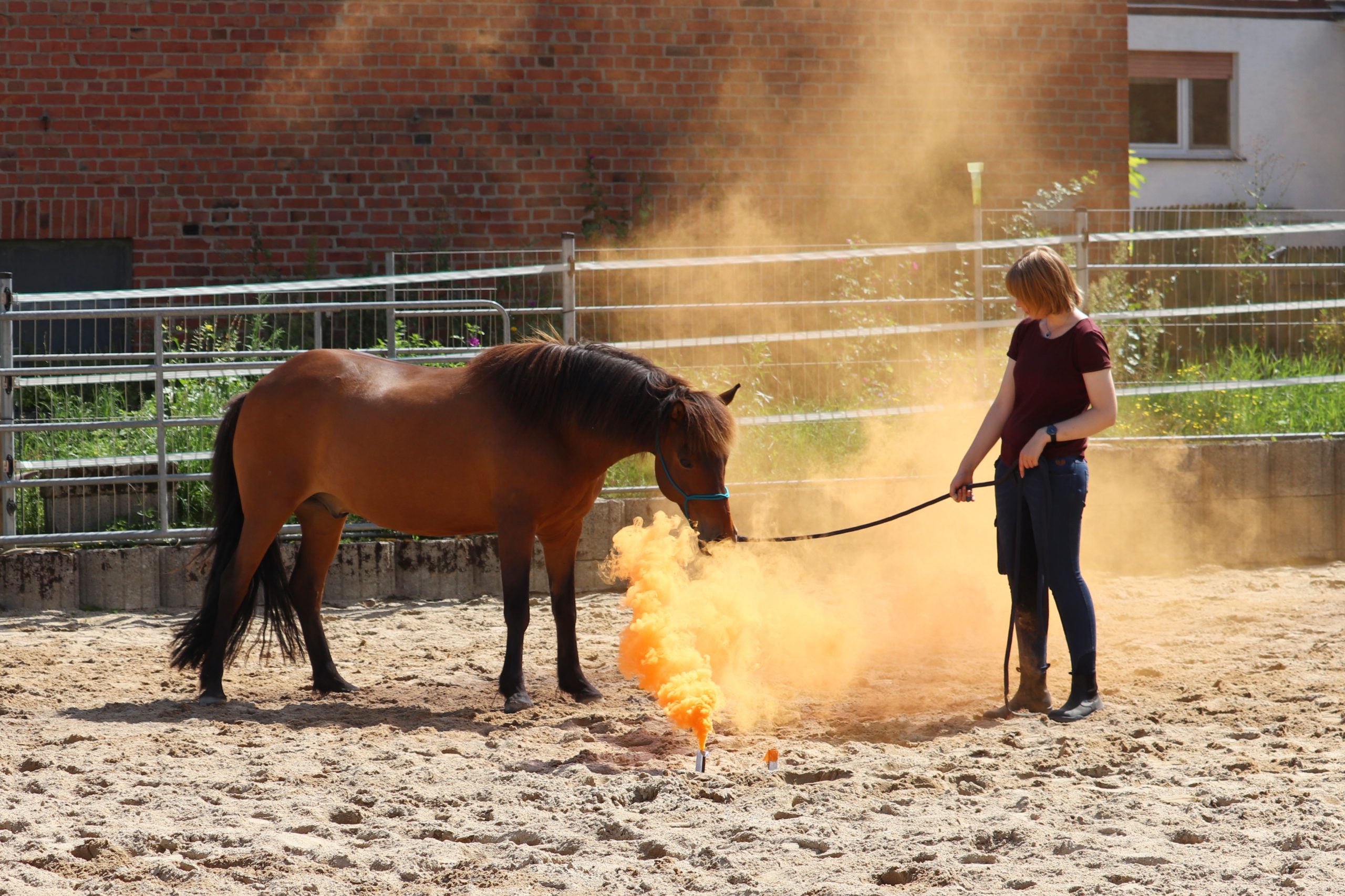 Wie Gelassenheitstraining das Selbstvertrauen deines Pferdes stärken kann