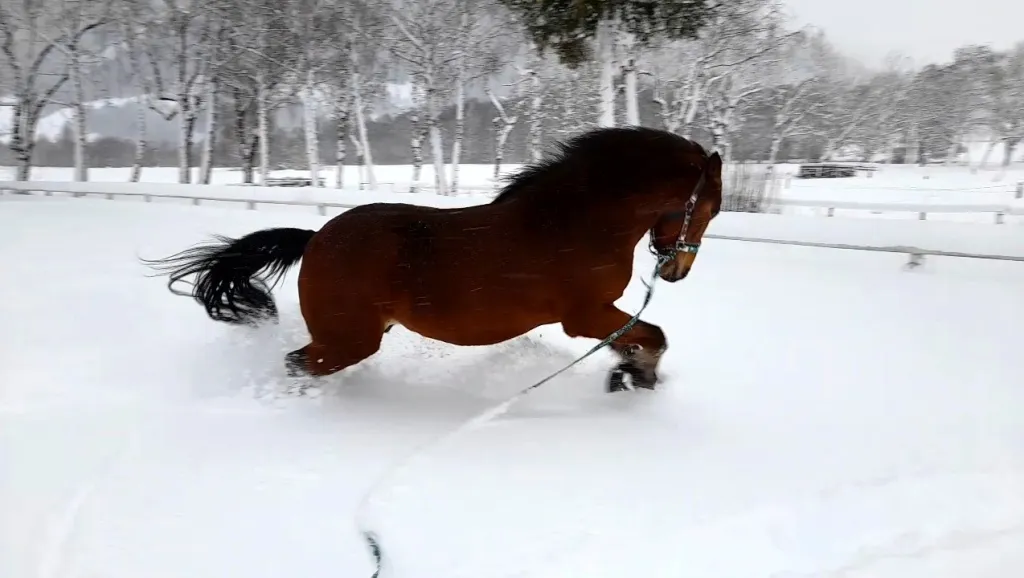 Damit das Pferd Ja sagt